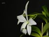 Cattleya violacea f. alba x sib ('OCN White' x 'Valter Rocha') (Ching Hua Orchids) 